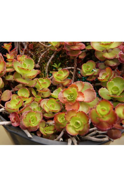 Sedum spurium Dragons Blood